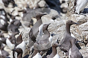 Colony of Guillemots - Island of Lunga - Scotland photo