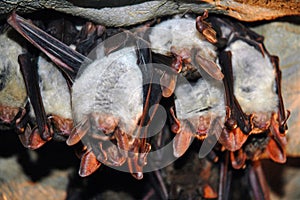 Colony of hanging bats in a cave. These flying mammals are using echolocation to navigate