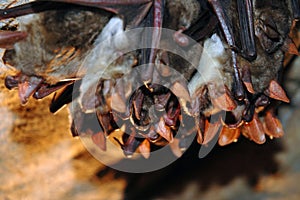 Colony of hanging bats in a cave. These flying mammals are using echolocation to navigate