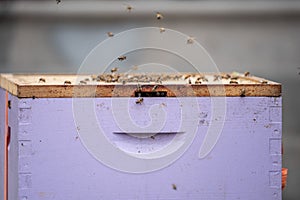 A Colony of Honeybees Apis mellifera in Bee Box