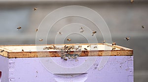 A Colony of Honeybees Apis mellifera in Bee Box photo