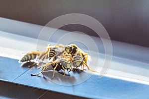 Colony of hornets on the window tint