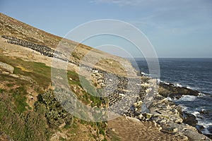 Colony of Imperial Shag of Carcass Island in the Falklands