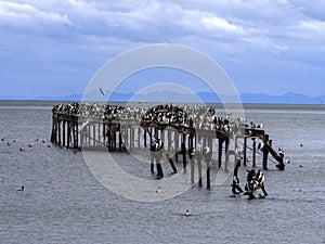 Colony of Imperial Shag, Phalacrocorax atriceps, on the coast of Punta Arenas, Patagonia, Chile