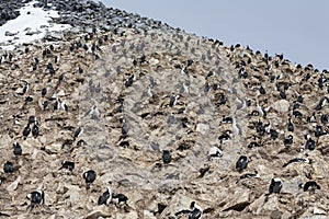Colony of Imperial Shags - Antarctica
