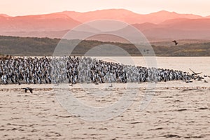 Colony of king cormorants Beagle Channel, Patagonia