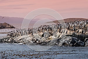 Colony of king cormorants Beagle Channel, Patagonia