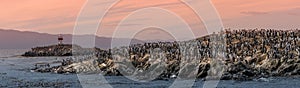 Colony of king cormorants Beagle Channel, Patagonia