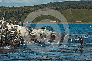 Colony of king cormorants Beagle Channel, Patagonia