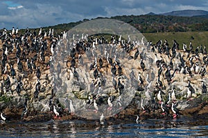 Colony of king cormorants Beagle Channel, Patagonia
