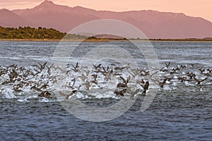 Colony of king cormorants Beagle Channel, Patagonia