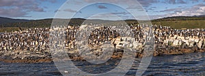 Colony of king cormorants Beagle Channel, Patagonia