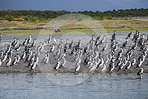 Colony of king cormorants Beagle Channel, Patagonia