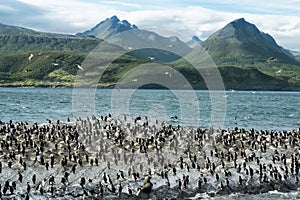 Colony of King Cormorants On Ilha Dos Passaros Located on the Beagle Channel, Tierra Del Fuego photo