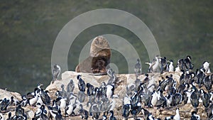 Colony of king cormorants and sea lion, Beagle Channel, Patagonia