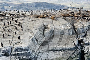 Colony of King Cormorants and Sea Lions, Beagle Channel photo