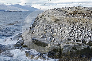 Colony of King Cormorants and Sea Lions on Ilha dos Passaros located on the Beagle Channel, Tierra Del Fuego photo