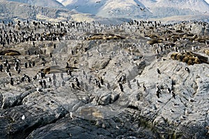 Colony of King Cormorants and Sea Lions on Ilha dos Passaros located on the Beagle Channel, Tierra Del Fuego, Argentina