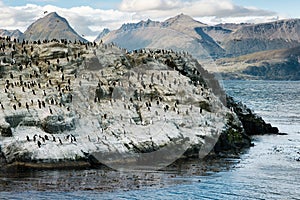 Colony of King Cormorants on a small island, Beagle Channel, Tierra Del Fuego