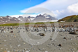 Colony of King Penguins