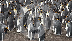 Colony Of King Penguins