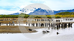 Colony of king penguins - Aptendytes patagonica - bathing seals at the beach with glacier, snowcapped mountains in South Georgia