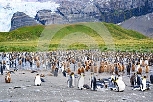 Colony of king penguins - Aptendytes patagonica - in front of green hills with tussock grass, rocks, glacier in South Georgia