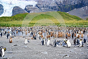 Colony of king penguins - Aptendytes patagonica - with lots of chicks standing in scenic destination of South Georgia