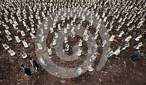 Colony of King penguins Aptenodytes patagonicus from above