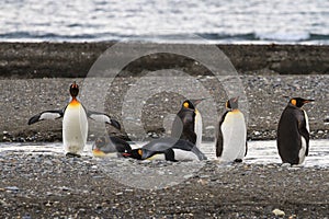 A colony of King Penguins, Aptenodytes patagonicus, resting on the beach at Parque Pinguino Rey, Tierra del Fuego Patagonia