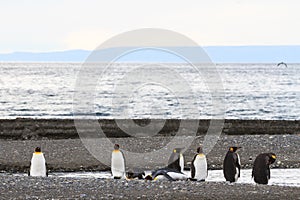 A colony of King Penguins, Aptenodytes patagonicus, resting on the beach at Parque Pinguino Rey, Tierra del Fuego Patagonia