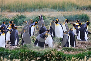 A colony of King Penguins, Aptenodytes patagonicus, resting in the grass at Parque Pinguino Rey, Tierra del Fuego Patagonia