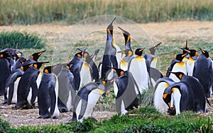 A colony of King Penguins, Aptenodytes patagonicus, resting in the grass at Parque Pinguino Rey, Tierra del Fuego Patagonia