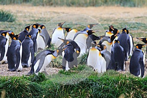 A colony of King Penguins, Aptenodytes patagonicus, resting in the grass at Parque Pinguino Rey, Tierra del Fuego Patagonia