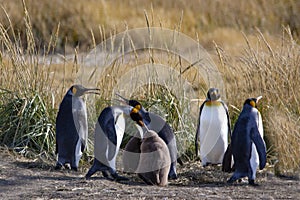 A colony of King Penguins, Aptenodytes patagonicus, resting in the grass at Parque Pinguino Rey, Tierra del Fuego Patagonia