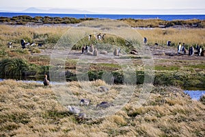 A colony of King Penguins, Aptenodytes patagonicus, resting in the grass at Parque Pinguino Rey, Tierra del Fuego Patagonia