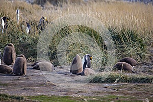 A colony of King Penguins, Aptenodytes patagonicus, resting in the grass at Parque Pinguino Rey, Tierra del Fuego Patagonia