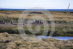 A colony of King Penguins, Aptenodytes patagonicus, resting in the grass at Parque Pinguino Rey, Tierra del Fuego Patagonia