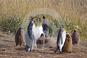 A colony of King Penguins, Aptenodytes patagonicus, resting in the grass at Parque Pinguino Rey, Tierra del Fuego Patagonia