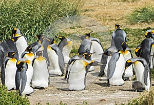 Colonia de rey pingüinos sobre el en 