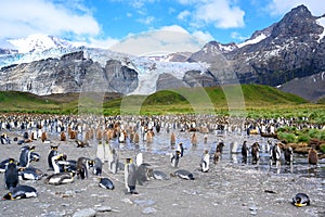 Colony of king penguins, chicks in paradise with green hills, rocks, glacier on sunny day with blue sky, South Georgia