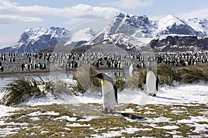 A colony of king penguins on Salisbury Plain on South Georgia