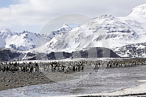 A colony of king penguins on Salisbury Plain on South Georgia