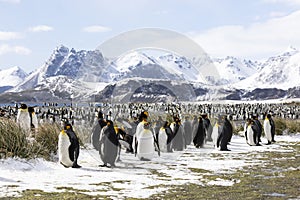 A colony of king penguins on Salisbury Plain on South Georgia