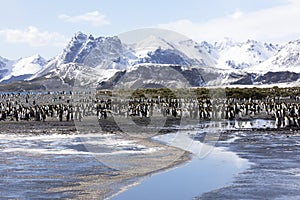 A colony of king penguins on Salisbury Plain on South Georgia