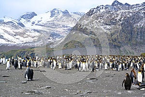 Colony of king penguins with some chicks, rocks, rugged  mountains,, glacier, South Georgia