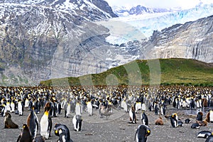 Colony of king penguins with some chicks and a skua bird of prey in landscape, rocks, rugged  mountains, glacier, South Georgia