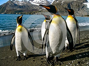 King Penguins on the South Georgia Islands, Antarctica