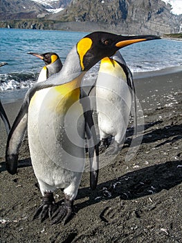 King Penguins on the South Georgia Islands, Antarctica