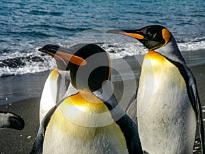 King Penguins on the South Georgia Islands, Antarctica